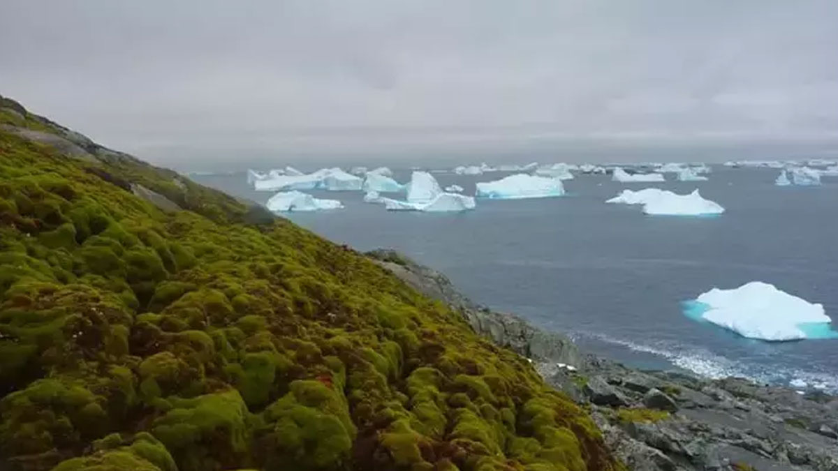 Artan sıcaklıklar Antarktika'nın bitki örtüsünü değiştiriyor