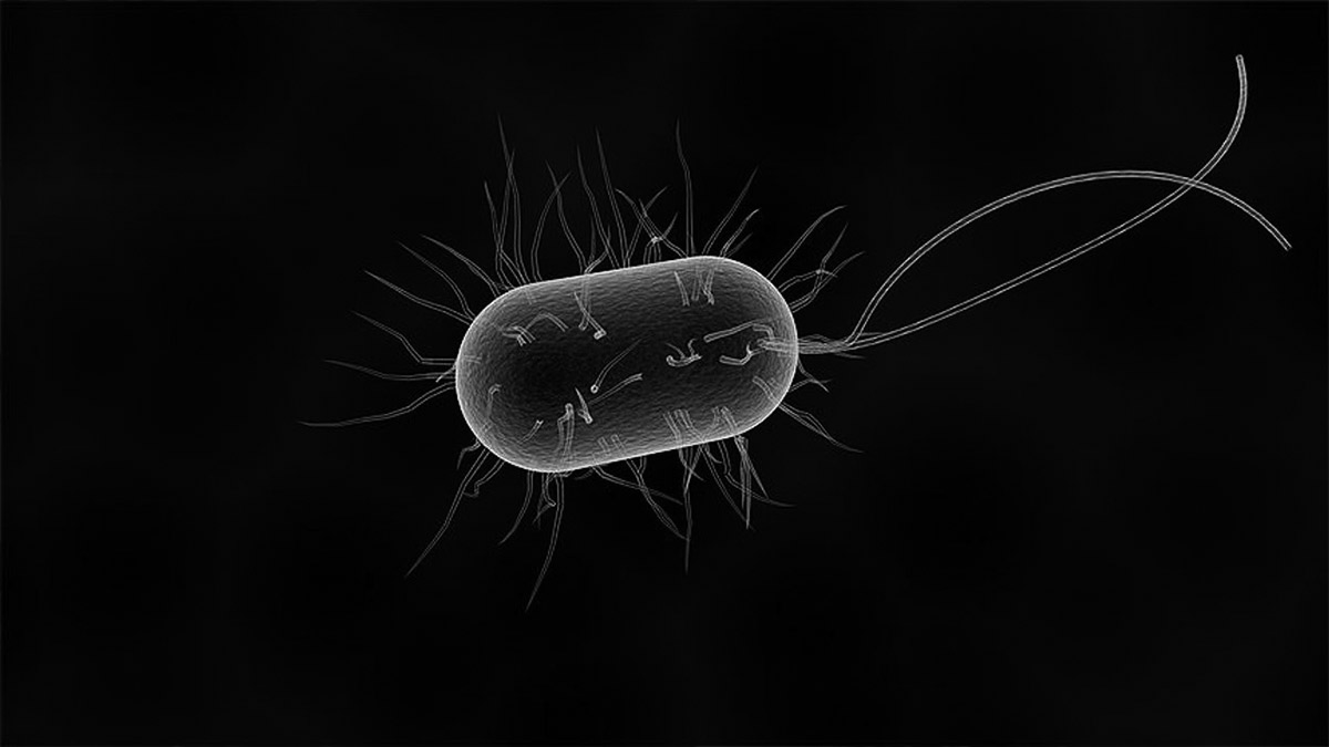 Dünyanın en yaşlı mikropları Güney Afrika'da bulundu