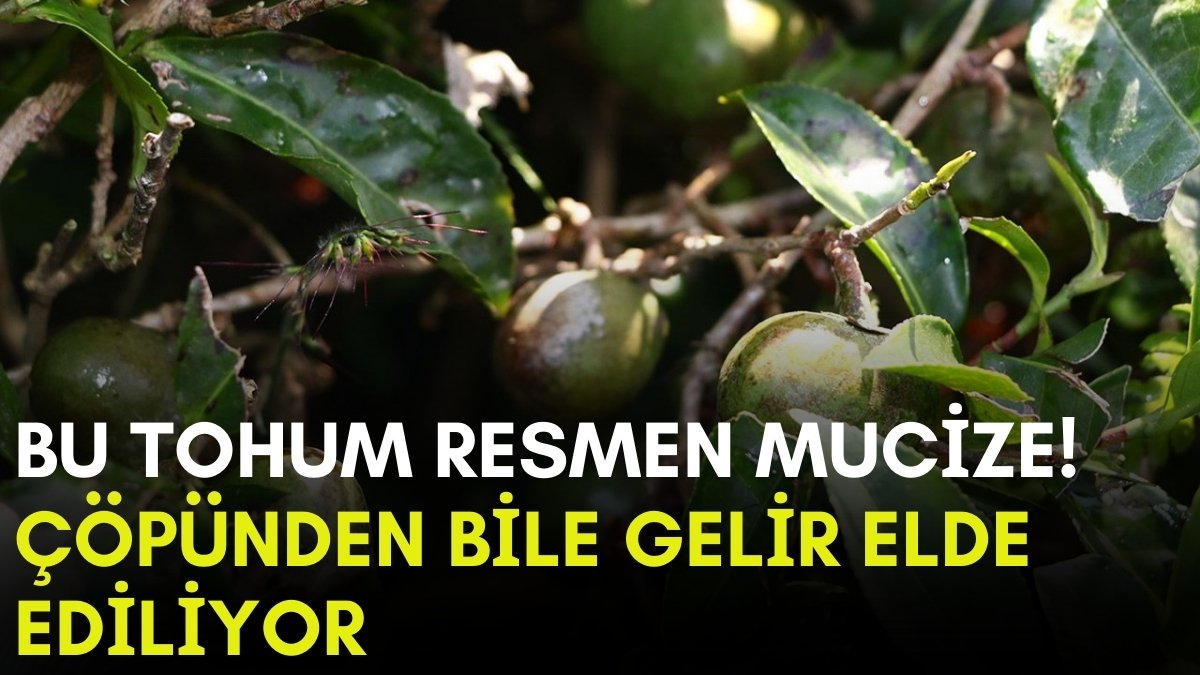 Artık çöpü bile para ediyor! Sakın atmayın, yaprağından bile değerli: Yağından sabun, çöpünden kömür oluyor