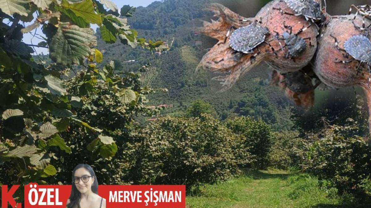 Bölge halkı 'sesimizi duyun artık' diyerek isyan ediyor: Karadeniz’i saran kokarca istilası kontrolden çıktı