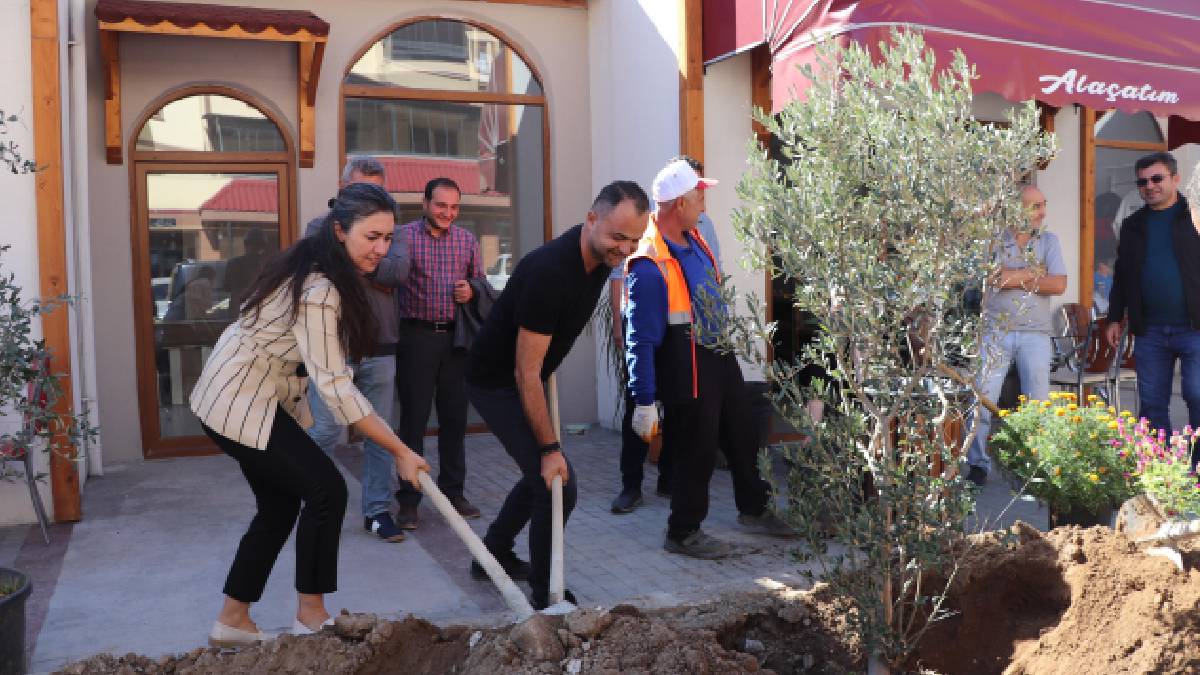 Barışın ve bereketin sembolü zeytin fidanları toprakla buluştu
