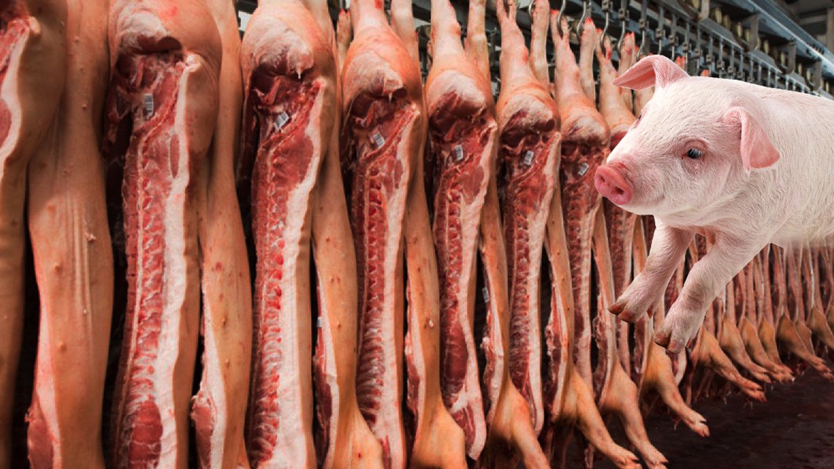 Türkiye, Sudan’dan domuz eti ithal mi ediyor? Gürsel Tekin kanun teklifini açıkladı!