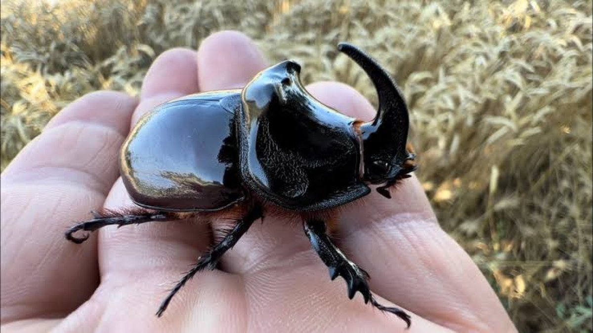 Bu böceğin değeri 90 bin lira: 4 ülkede var biri de Türkiye