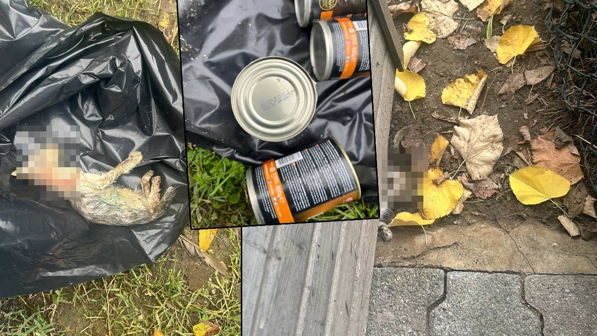 Hayvan katliamının adresi bu kez Ümraniye Belediyesi