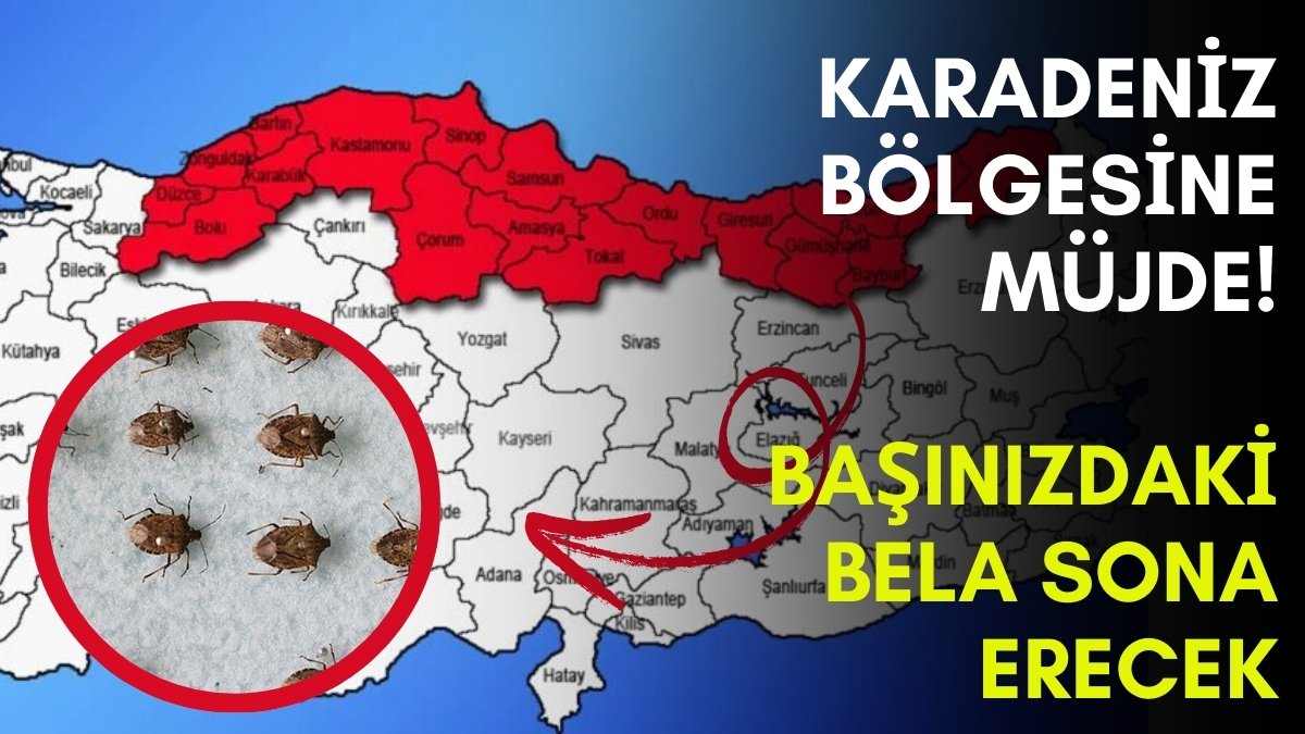 Ordu, Giresun, Trabzon, Samsun, Bartın... Sonunda kurtuluyorsunuz!  Karadeniz'in en büyük belasını bu bitirecek