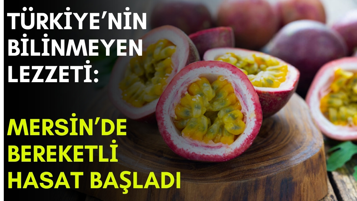 Türkiye'de çok bilinmiyor, bulan da havada kapıyor! Babadan kalma serasında yetiştirdi, şimdi paraya para demiyor
