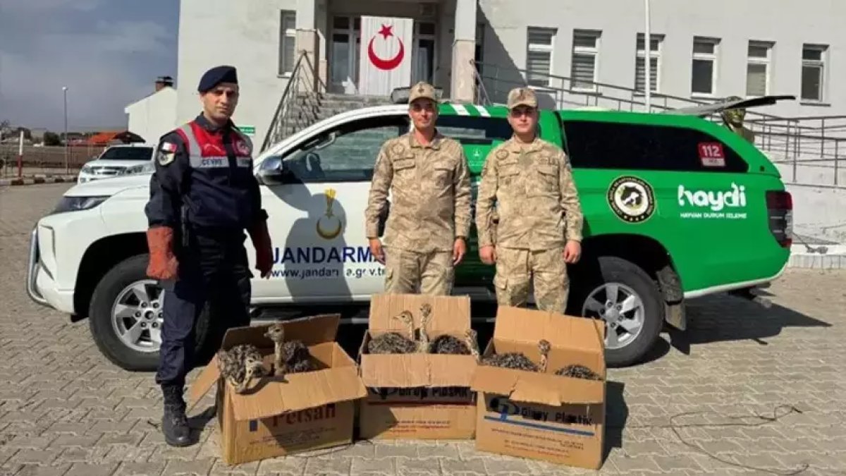 Ağrı'da yolcu otobüsünde yasa dışı yavru deve kuşu kutular içinde ele geçirildi