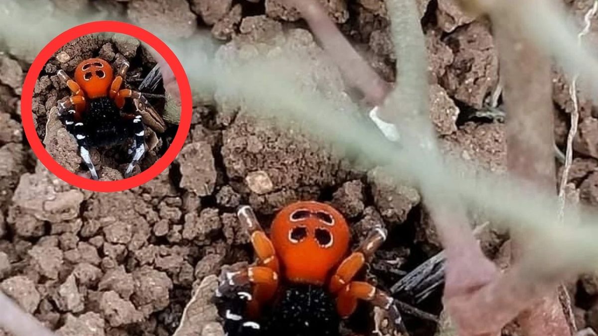 Uğur böceği sanıp eline alan yanar! Dünyanın en zehirli türü olarak biliniyor, o ilimizde ortaya çıktı