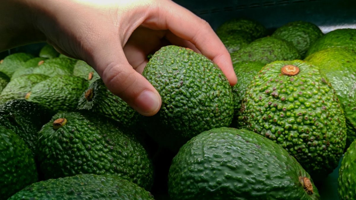 Avokado en hızlı nasıl olgunlaşır? İster iki günde ister anında olgunlaştırma yöntemi...