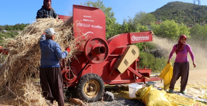 Alanyalı üretici arpa ve buğdaydan vazgeçti