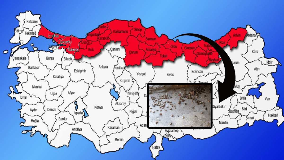 81 il tehlikede! Gürcistan'dan geldi, İstanbul'a kadar sıçradı! Önlem alınmazsa Türkiye'yi saracak