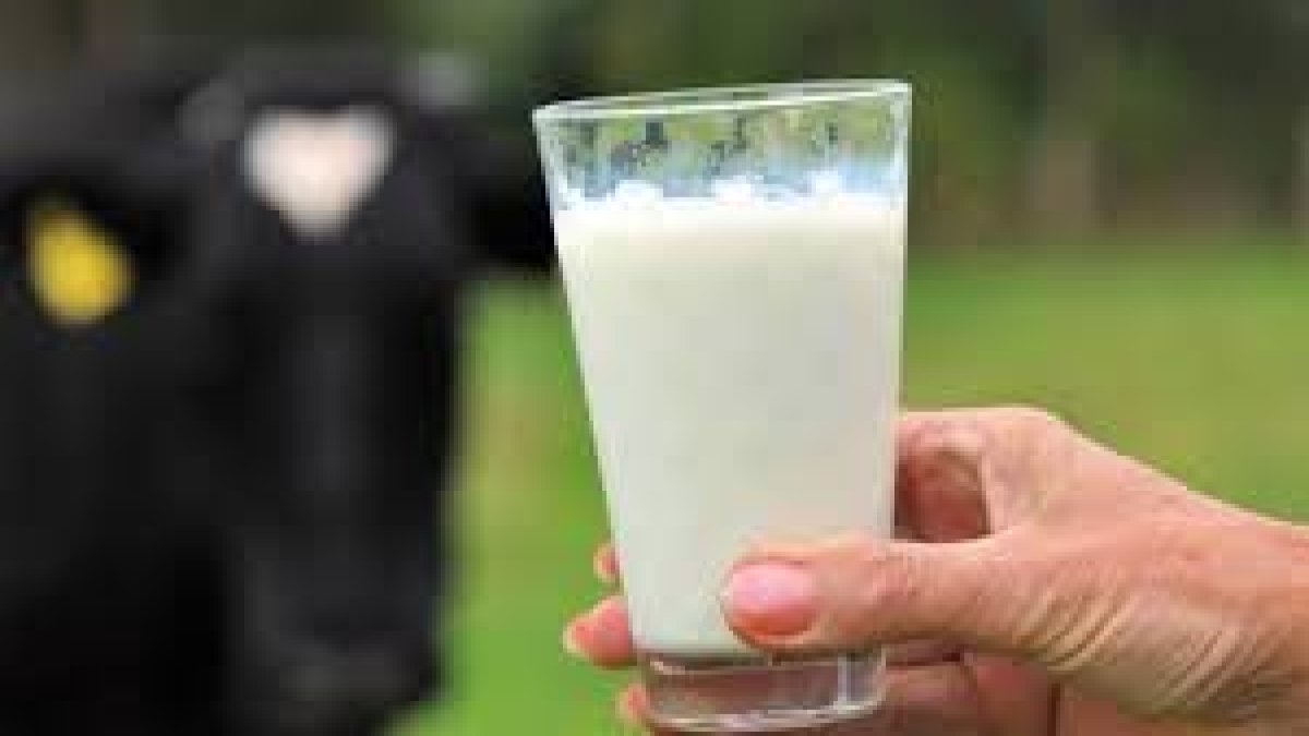 Üretici isyanda: 'Süt fiyatı 19,5 lira olarak açıklanmalı, yoksa biteriz'