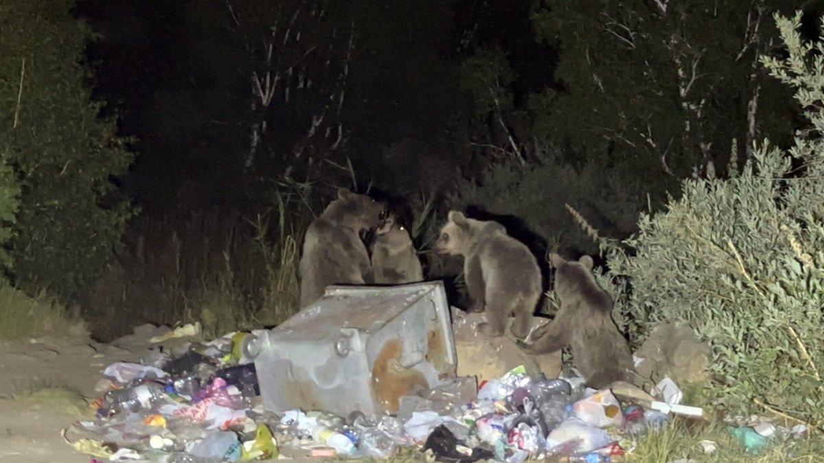 Karavancılar oraya gittiğine pişman oldu! Ayılar hepsine dadandı