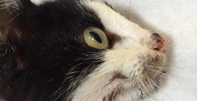 Bilecik'te vurulan kedi Eskişehir'de öldü