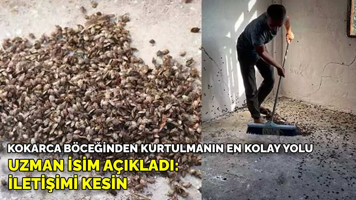 Kahverengi kokarca böceğini yok etmek aslında çok kolay: Doç. Dr. İslam Saruhan açıkladı