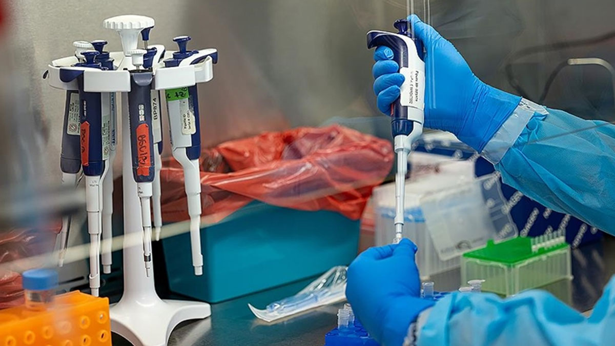 Almanya'da M çiçeğinin yeni varyantı ilk kez tespit edildi