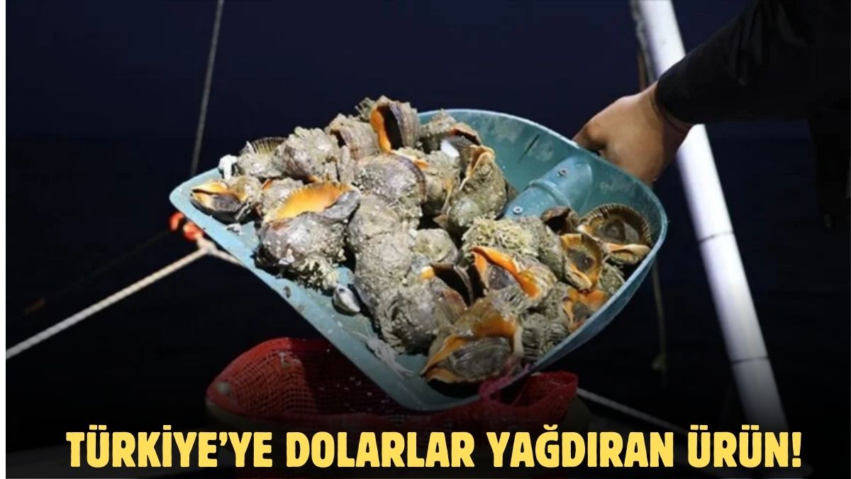 Türkiye'de üretiliyor, Güney Kore, Çin, Japonya milyonlarca dolar verip alıyor! Türkiye'nin o ürününe dünyadan talep var