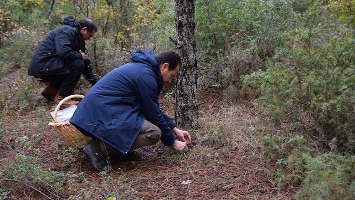 Ormandan tonlarca toplayıp satıyorlar: Duyan İstanbul’dan Bursa’ya gidiyor, sıfır sermayeyle para kazandırıyor