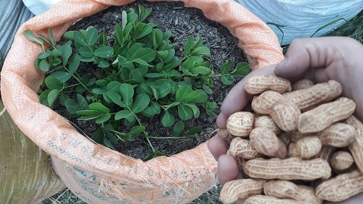 Osmaniye'de yer fıstığı üreticisi isyan etti: Keşke ekmeseydik, tarlada kalsa daha iyiydi