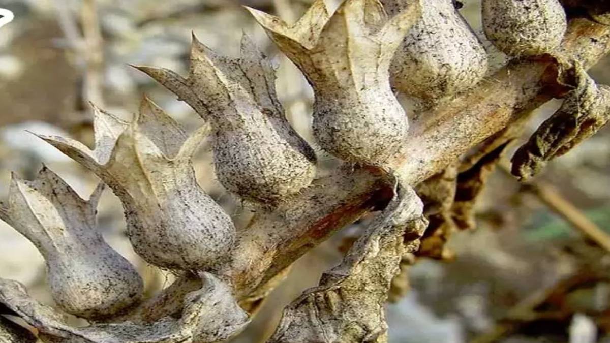 Gözdeki kurtları düşüren ot! Suya atıp 10 dakika bekleyin, dökülenleri görünce şok olacaksınız