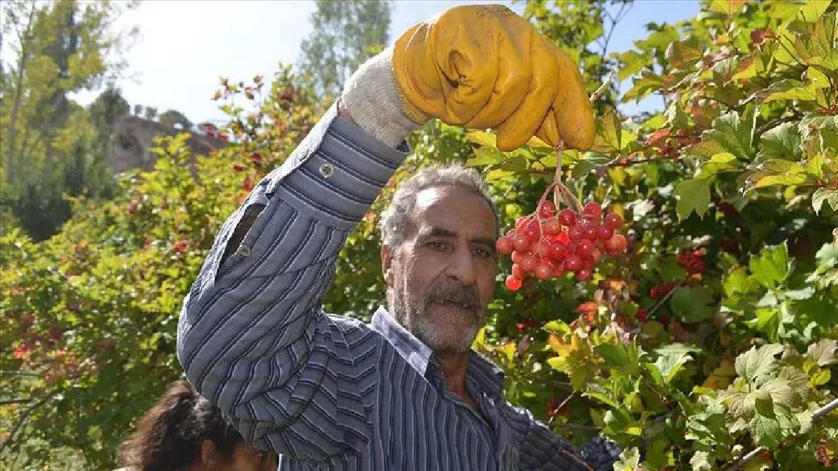 Dünya bu meyvenin peşine düşüyor!1 yıl boyunca bozulmadan duruyor! Ağrı kesiciden 10 kat daha etkili…