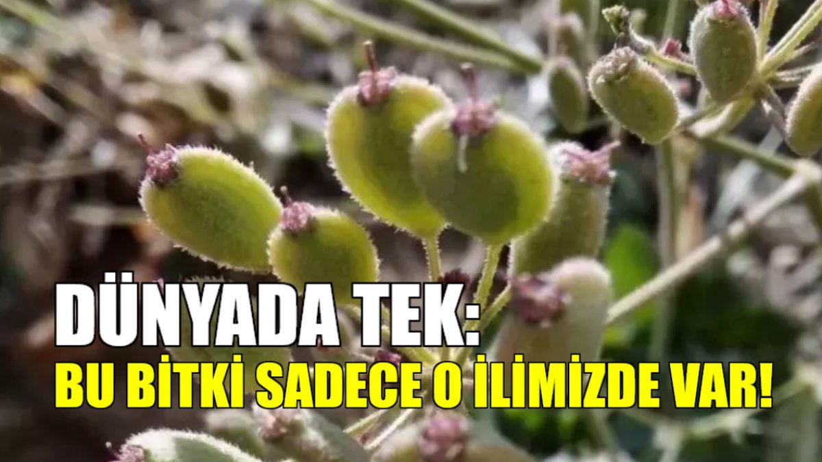 Dünyada sadece o ilimizde var! Tehdit altında olan yeni bir bitki türü keşfedildi