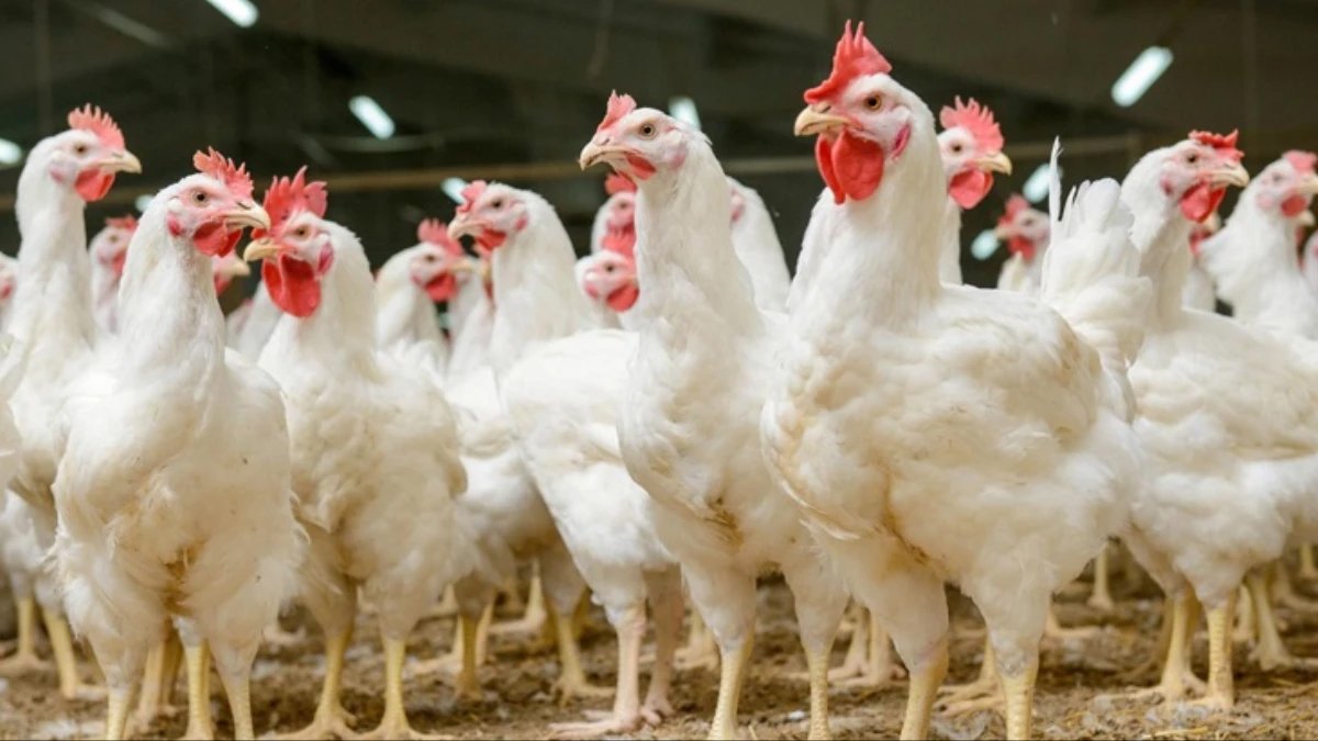 Rekabet Kurumu beyaz et devlerini hedef aldı: 988 milyon lira ceza!