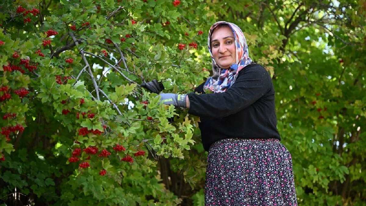 Masrafsız bitki deniyor kendi kendine yetişiyor! Yılda 3 kez sulayan altın topluyor! İstanbul, Ankara’dan talep yağıyor