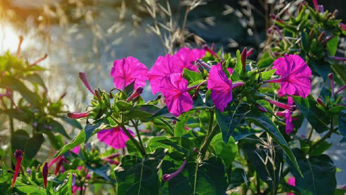 Türkiye’de bolca bulunuyor, herkes sadece çiçek sanıyor! Ona gün sonu hediyesi deniyor, ilaç olarak kullanılıyor
