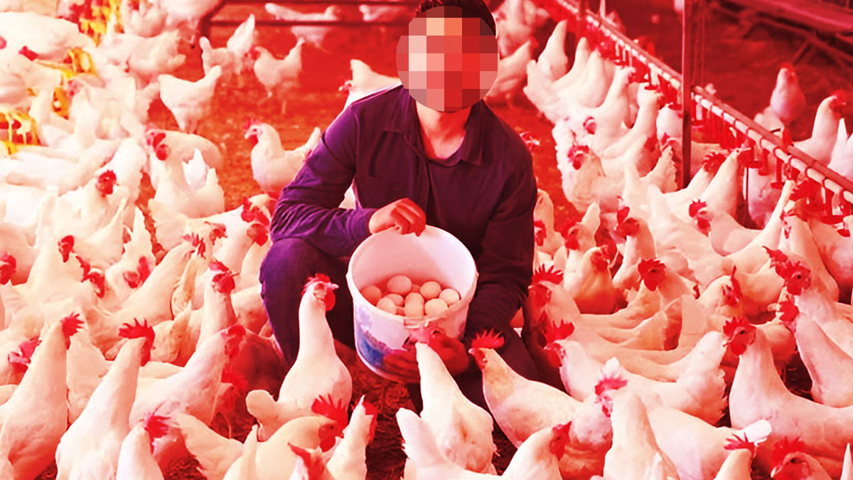 O kentte üretilen yumurtalarda 'kuş gribi' çıktı! Bakanlık, hastalık vakalarını doğruladı