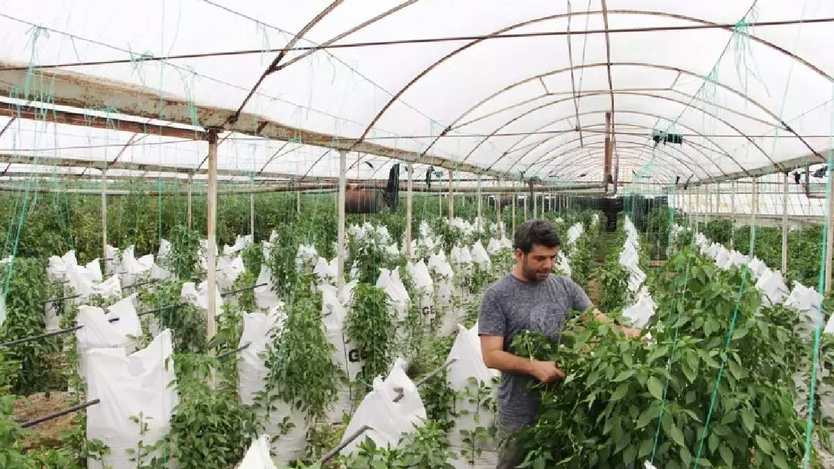Elektronik mühendisliğini bıraktı çuvalın içinde biber yetiştiriyor! Verim 4 kat arttı: Paraya para demiyor