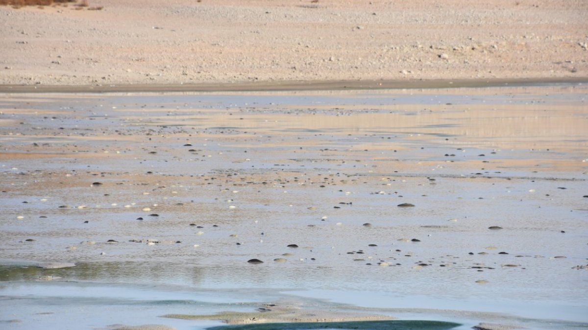 Karaman'da büyük tehlike! O baraj da kuruma noktasına geldi! Balıklar telef oldu: "İlk defa görüyorum"