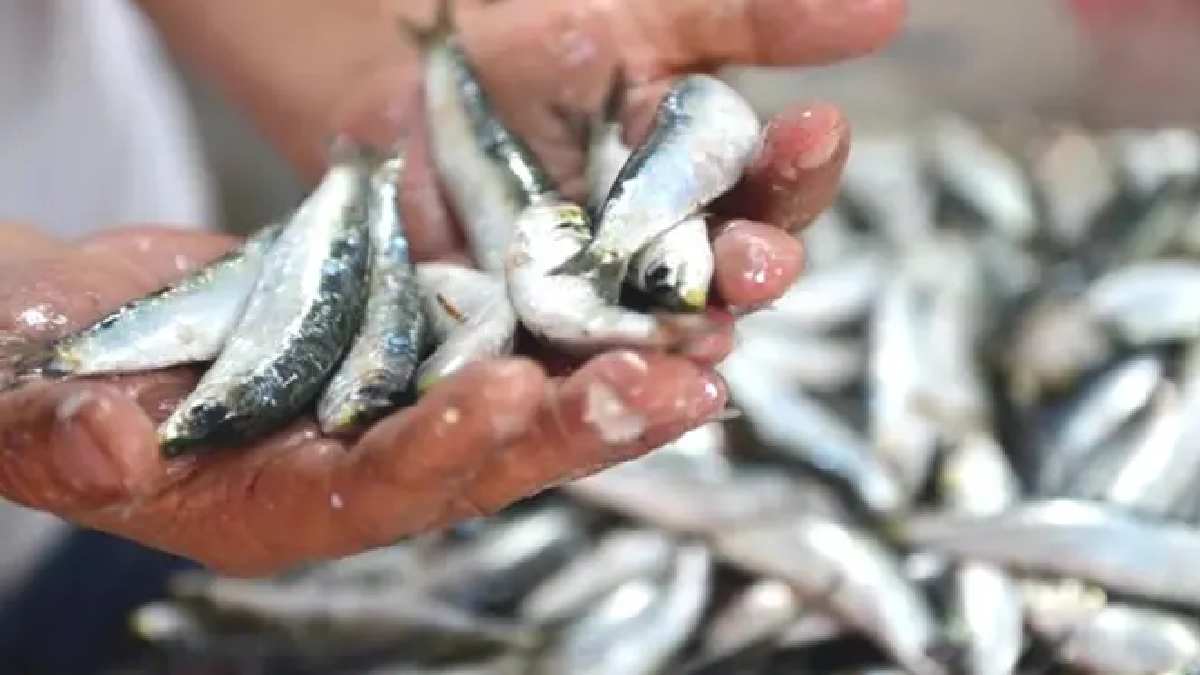 Bu kez ne meyve ne sebze! İki balık türü tescillendi: Yeni tatlarla sofralarda yerini alacak