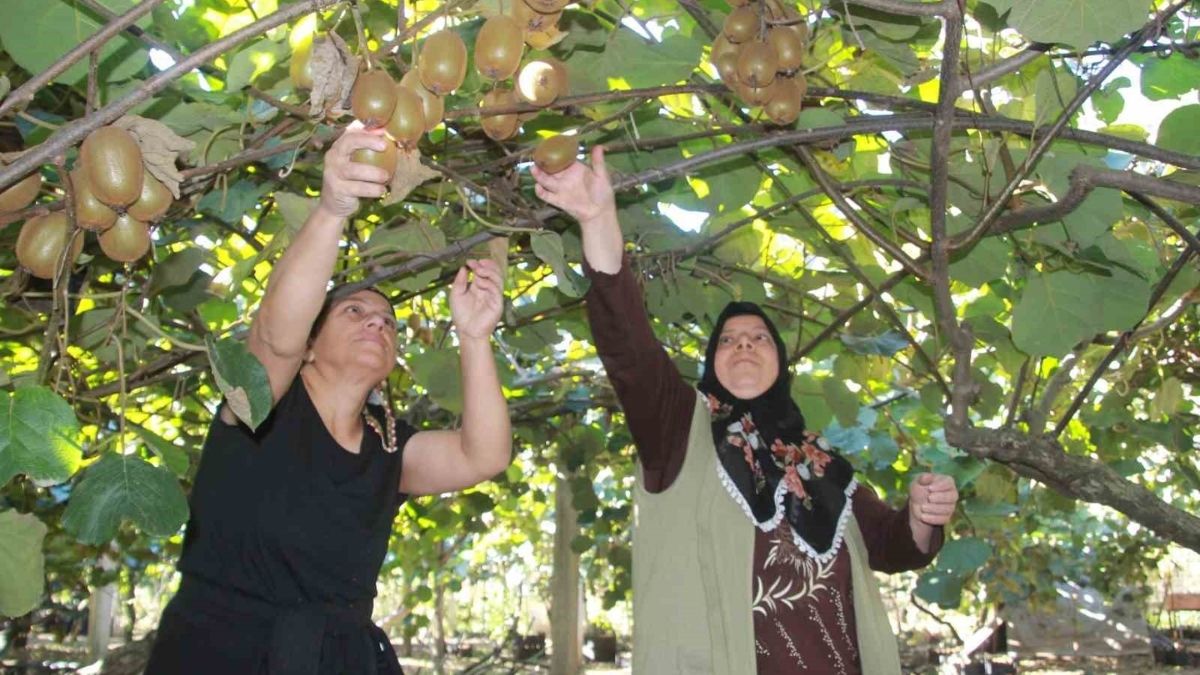 Hobi olsun diye başlandı iş farklı bir boyuta geldi! 300 milyon lira hasılat bekliyor