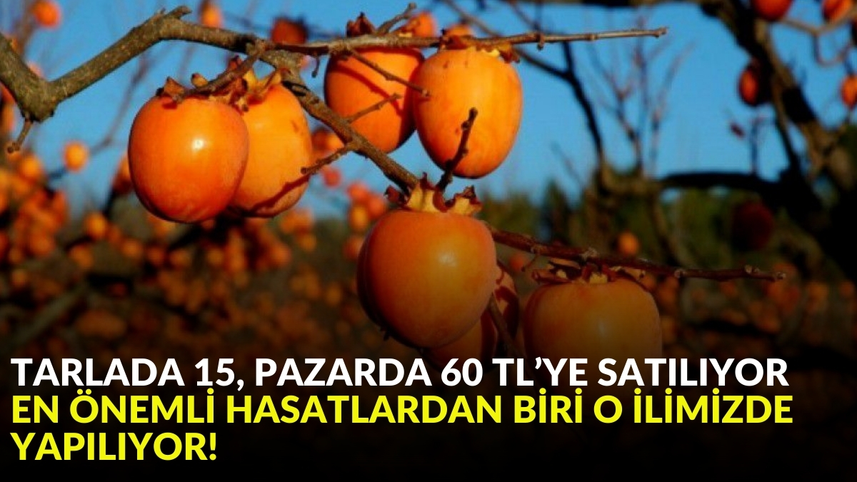 Tarlada 15, markette 60 TL'den satılıyor! Türkiye’nin en önemli üretimlerinden biri o ilimizde yapılıyor: Faydaları bitmiyor