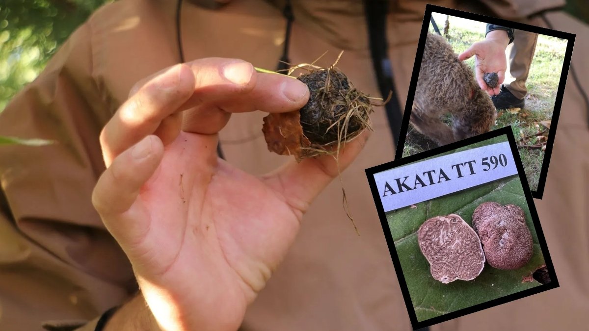 Dünyanın en değerli mantarı! Köpeklerle arayıp buluyor, servete satıyorlar: Türkiye'de çok var ama değerini bilen yok