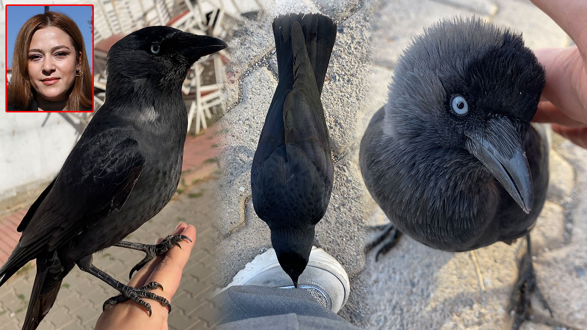 Sokaktaki kargayı beslediği için hakkında suç duyurusunda bulunuldu! Genç kadın karakola çağırılınca şaştı kaldı