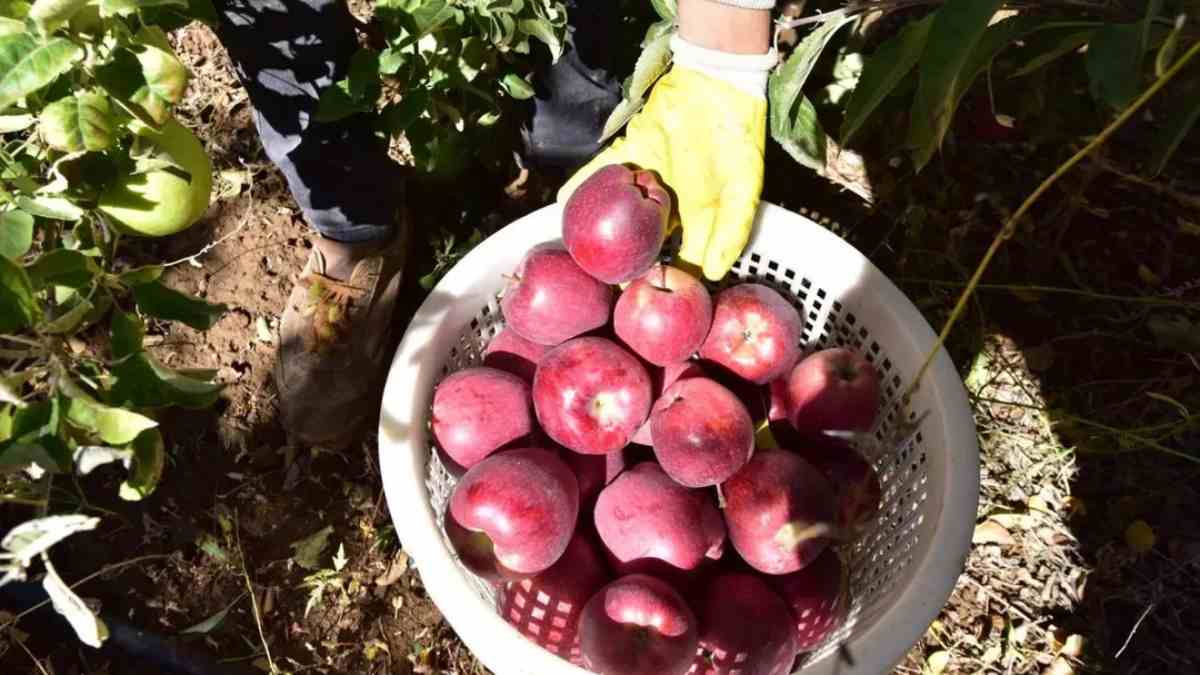 Masrafı yok denecek kadar az kazancı ise çok! Patatesi, fasulyeyi bıraktı bunu ekti: Taleplere yetişemez oldu