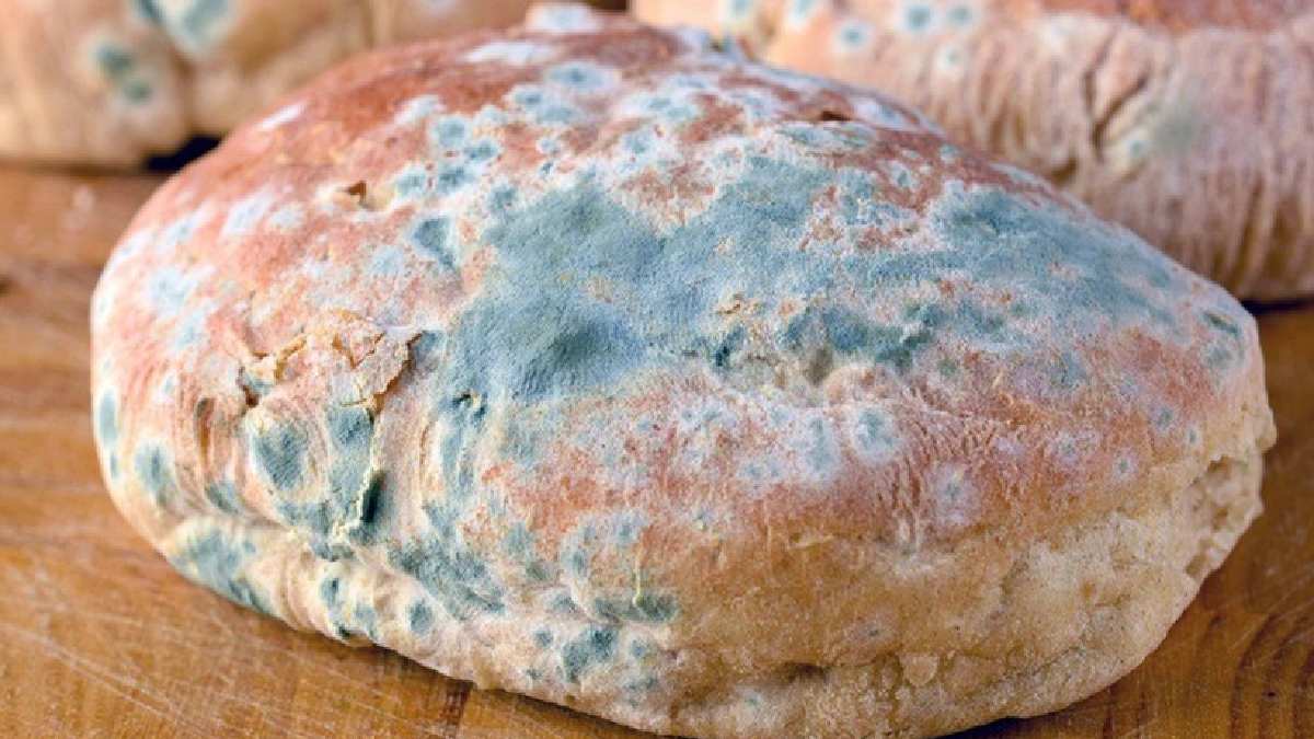 Ekmekler ne küflenecek ne de israf olacak! Günlerce bozulmadan tazecik kalıyor, herkes yeni alındı zannediyor