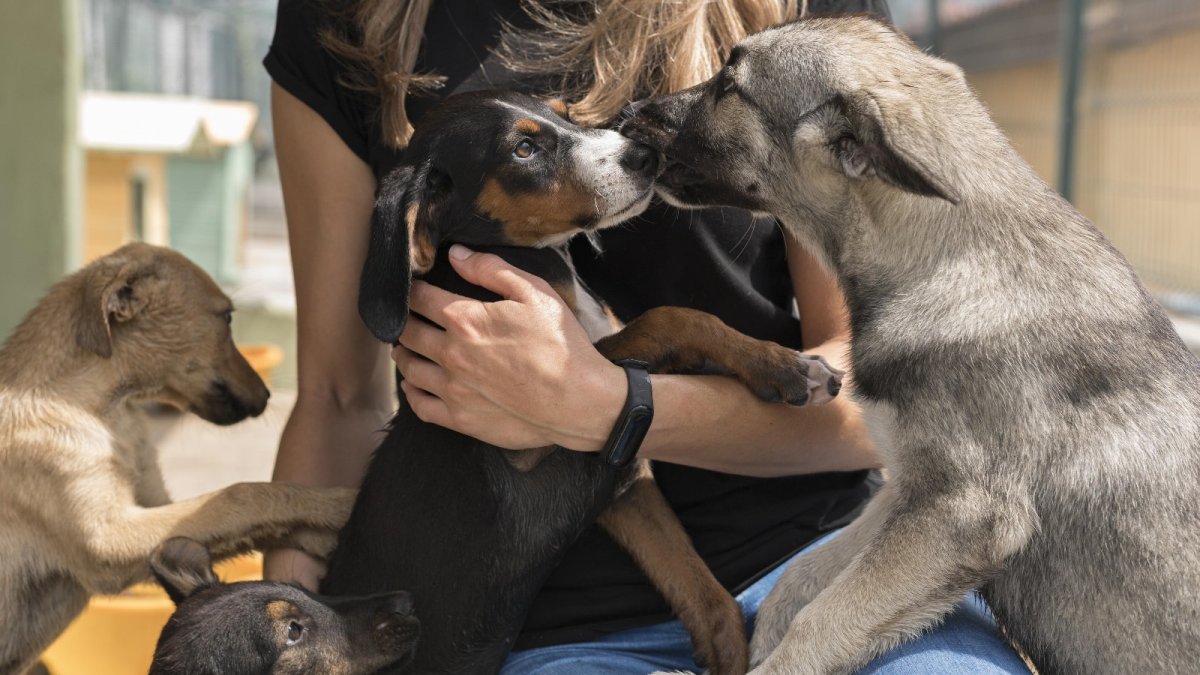 Sokak hayvanları için yeni uygulama: Tek bir tuşla anında yardım