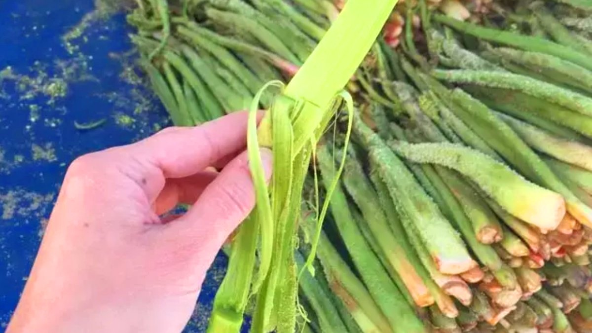 Işkın Yemeği Nasıl Yapılır?