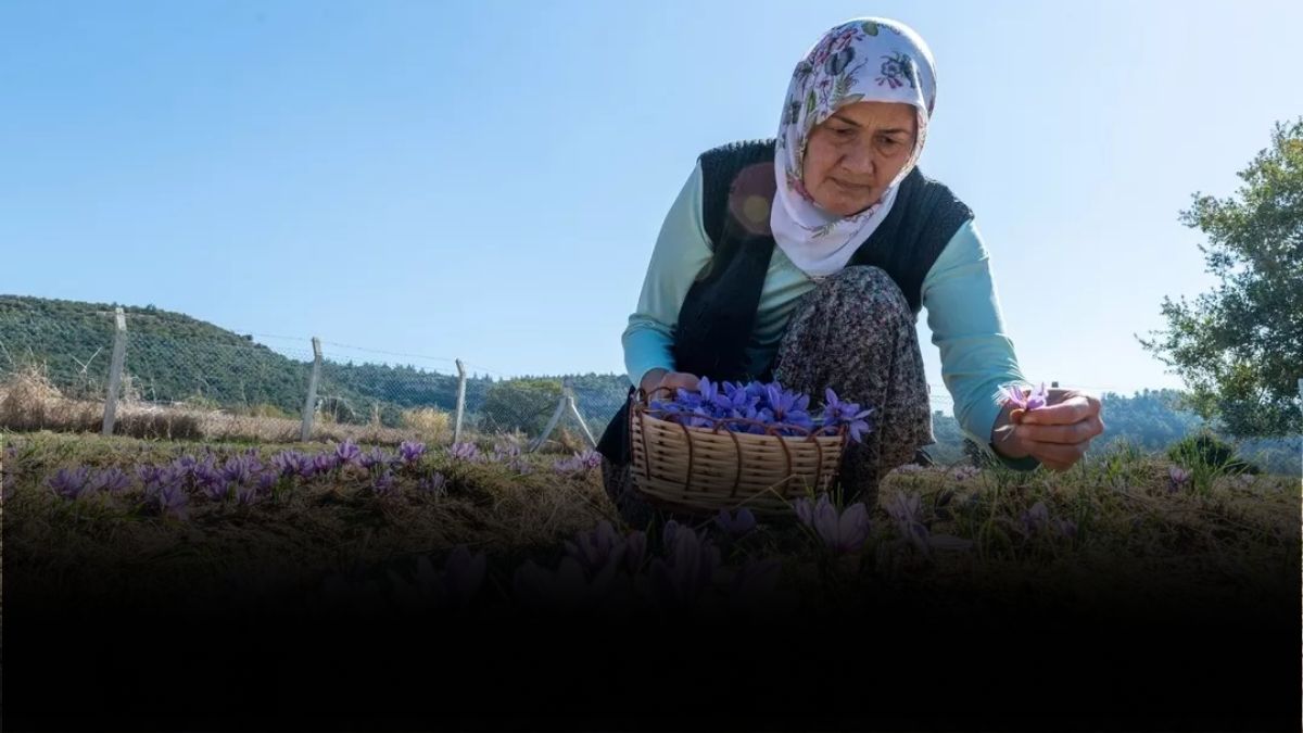 Altın değerinde üründe hasat başladı! Kilosu değil gramı tam 500 TL: Eken paraya para demiyor