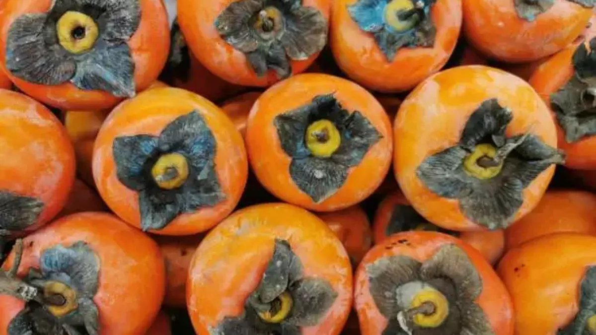 Böyleyse sakın yemeyin! Bağırsakları tıkıyor, hastanelik ediyor: Cennet hurmasının hiç bilinmeyen zararları...