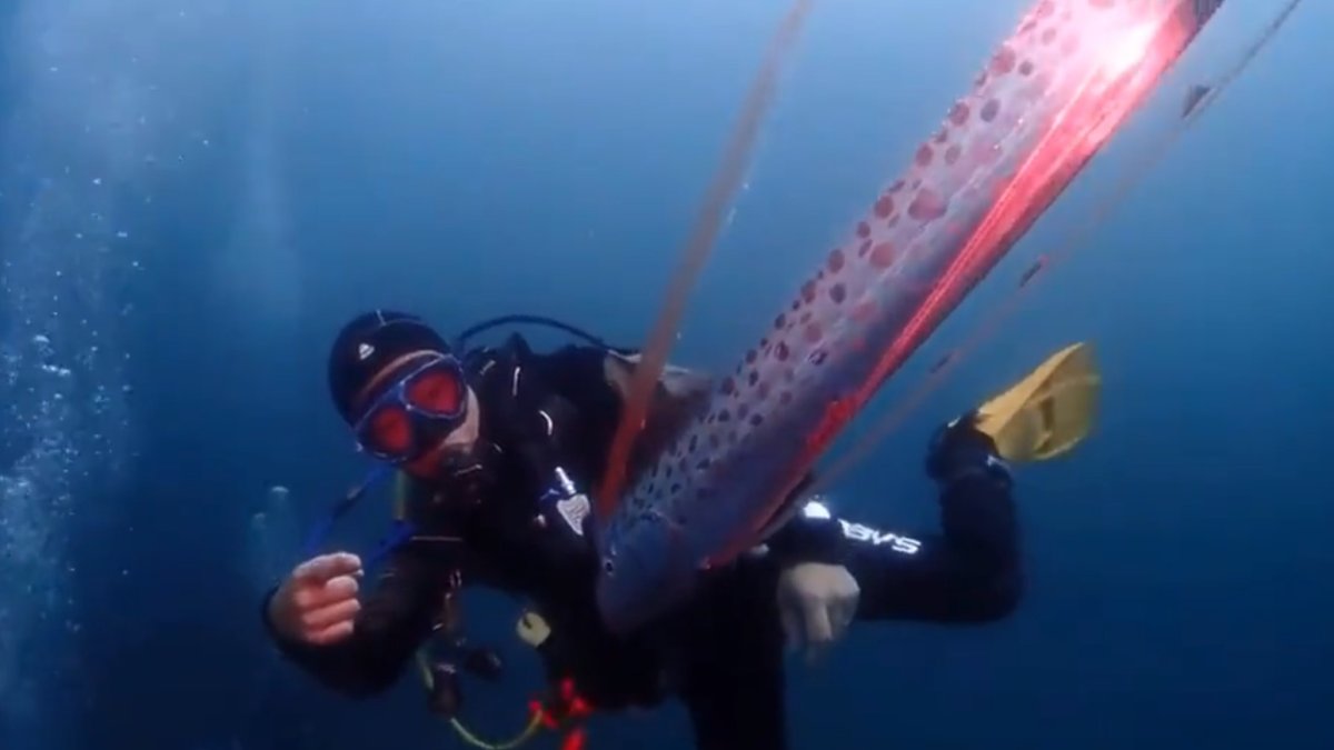 Büyük depremin habercisi olduğuna inanılıyor: Kürek balığı yine görüldü