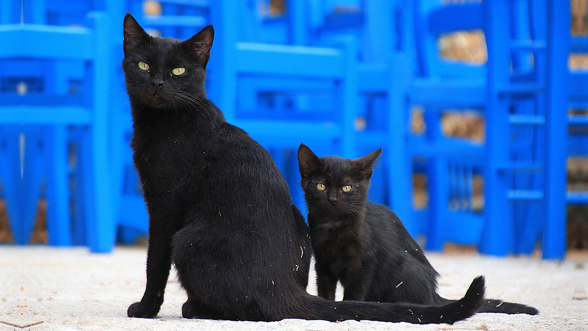 Kara kedide dünyada ilk kez görülen virüs tespit edildi! İnsanlara bulaşma riski taşıyor