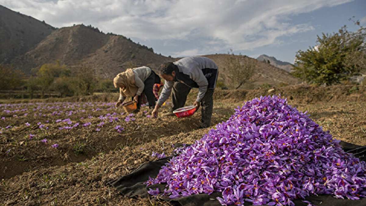 Dünyadaki en pahalı baharatta kasa dolduran hasat! Lokum, kolonya, baharat yapılıyor en iyisi bu ilçeden çıkıyor