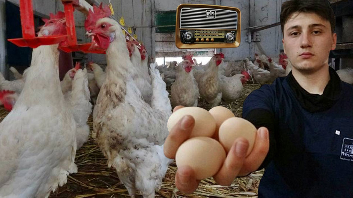 Verim alamadığı tavuklara o müziği dinletti: Pıtır pıtır yumurtladılar! Yüzde 6 arttı, gelirini katladı
