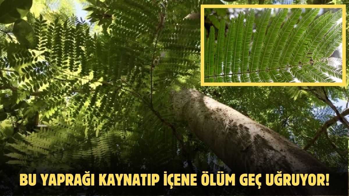 100 yaşında vefat edene genç öldü diyorlar! Bu ağacın yaprağını kaynatıp içenler 120 yaşını görüyor