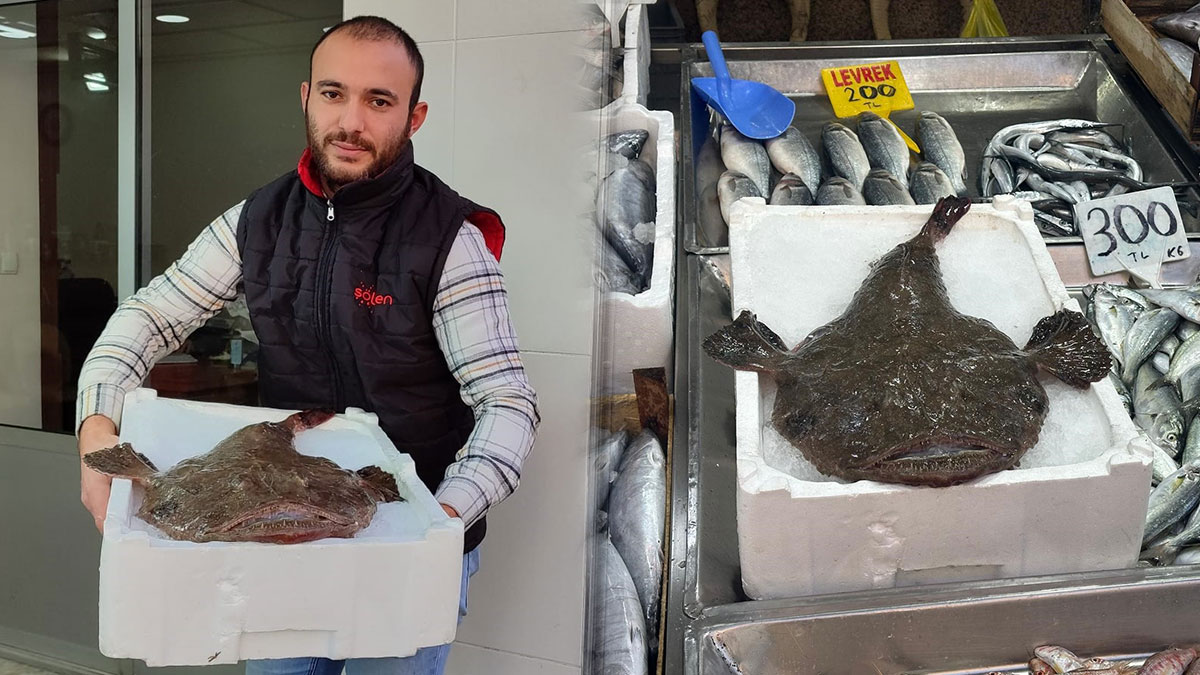 Türkiye'de yetişmiyor, balıkçılar şaştı kaldı: Pek bileni, seveni de yok! O kentte tezgahta yerini aldı, kilosu 250 TL