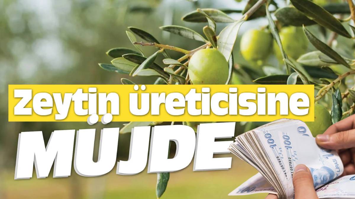Zeytin üreticilerine müjde! 354 milyon TL yola çıktı: Marmarabirlik ödemeleri hesaplara yatırıyor